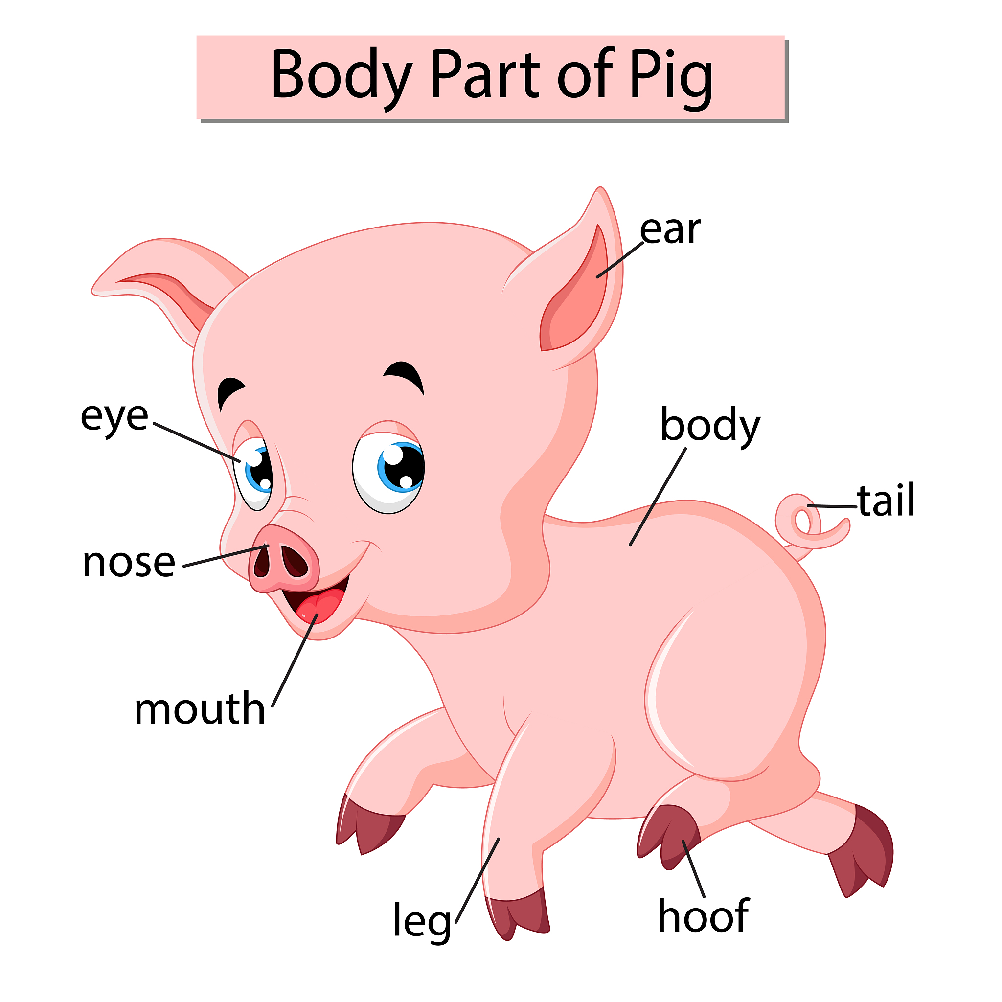 Pig in English: How to Spell 'Pig' in English