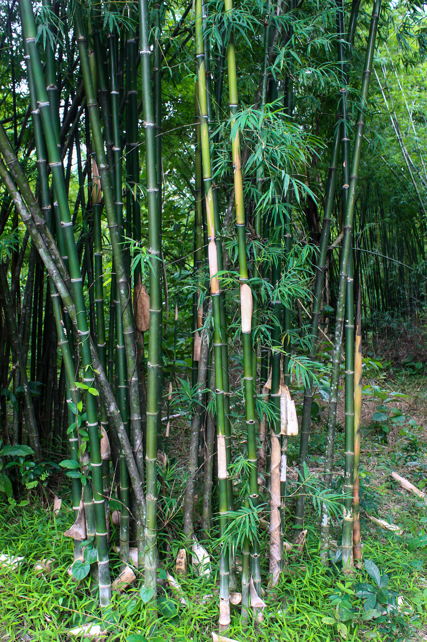 green bamboo forest