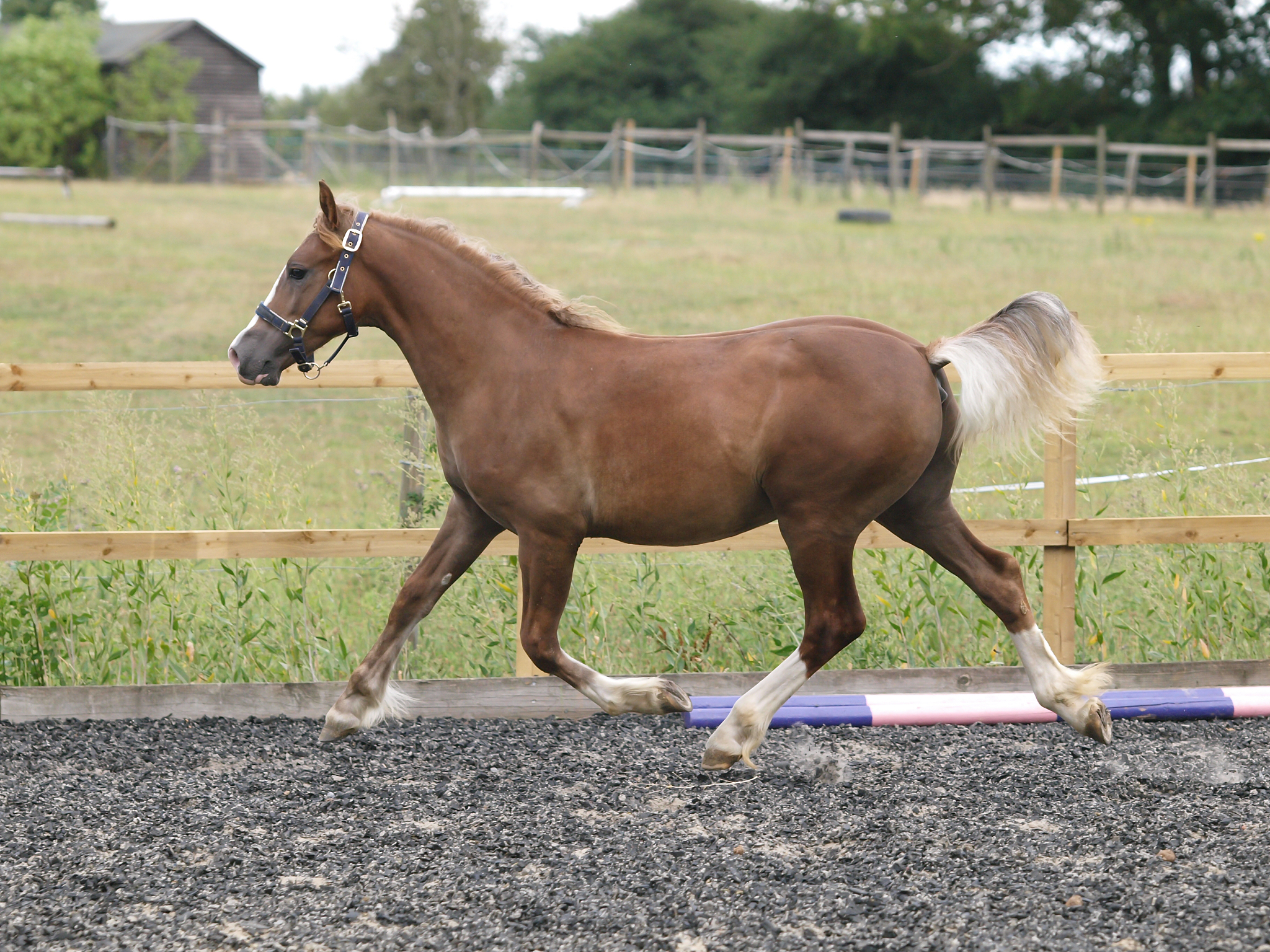 young horse playing