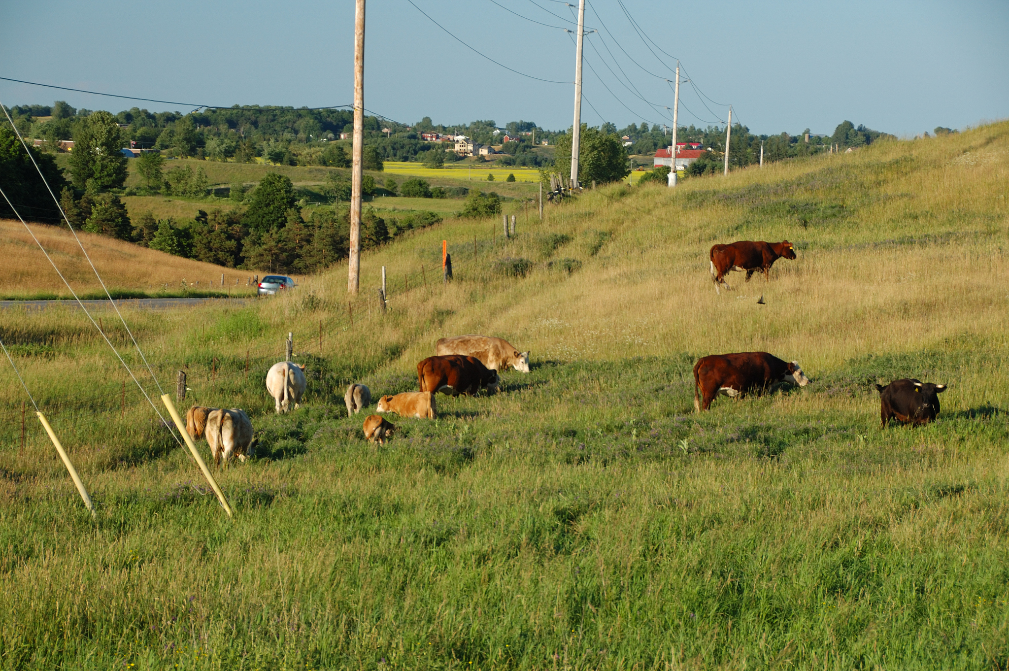 草原项目可行性报告
