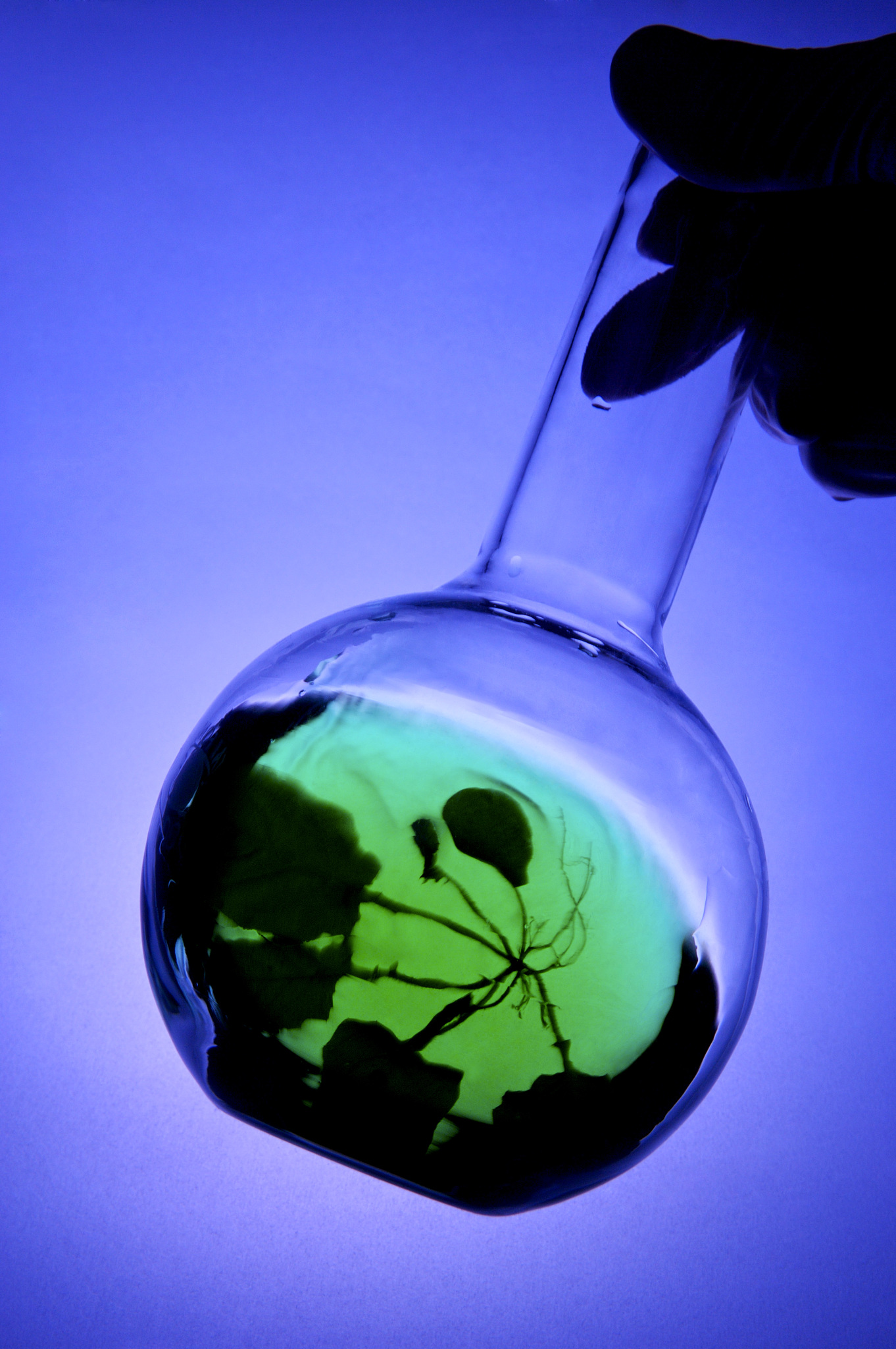 氧气的化学性质什么是氧气