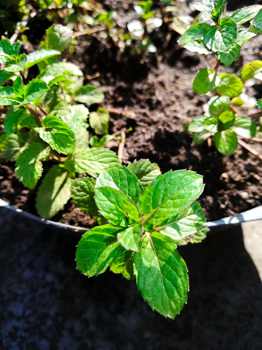 薄荷种植指南：从种子到开花，轻松打造香气花园