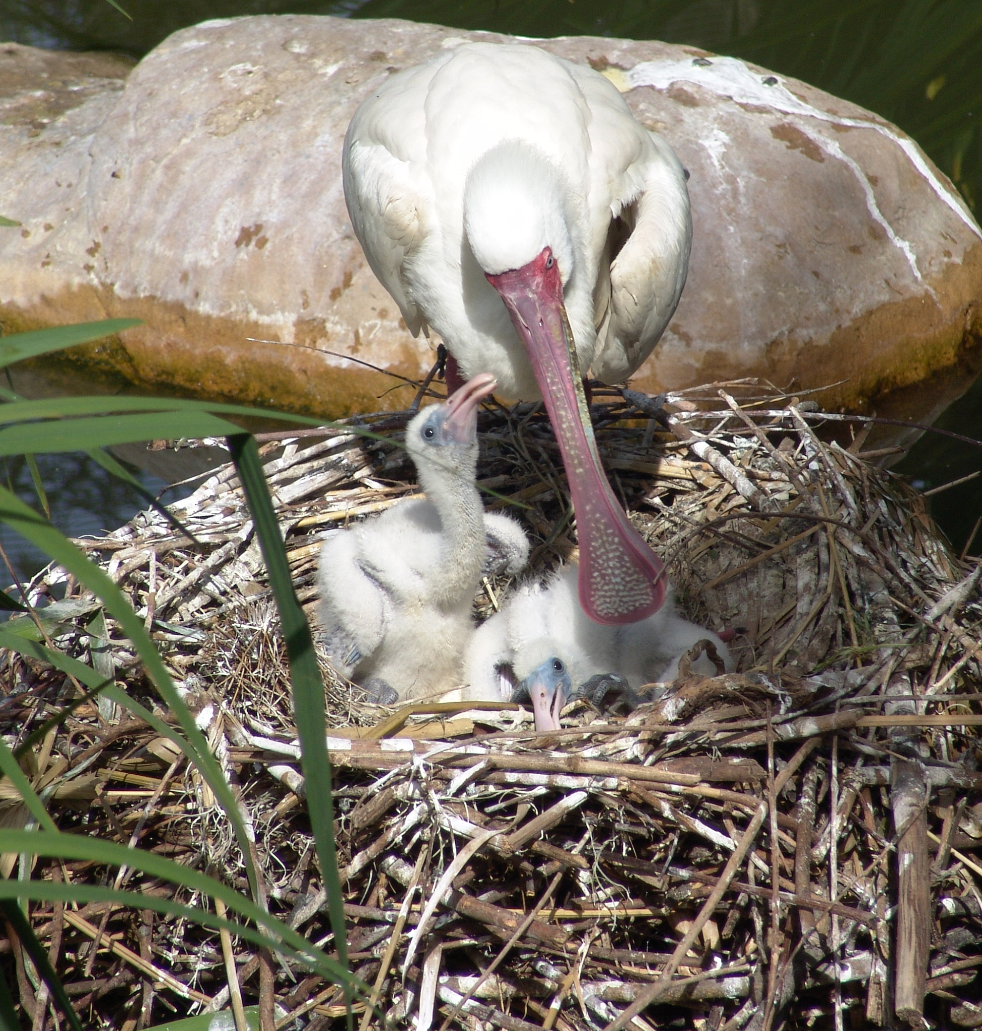 渡渡鸟现在还有吗