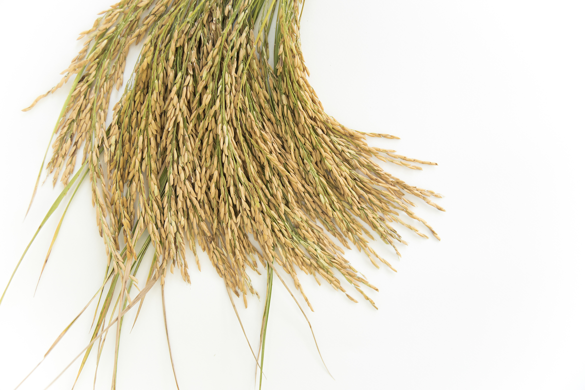 Enhanced Yield Potential of Modern Maize Hybrid (XianYu 335) Compared to Traditional Hybrid (ZhengDan 958)