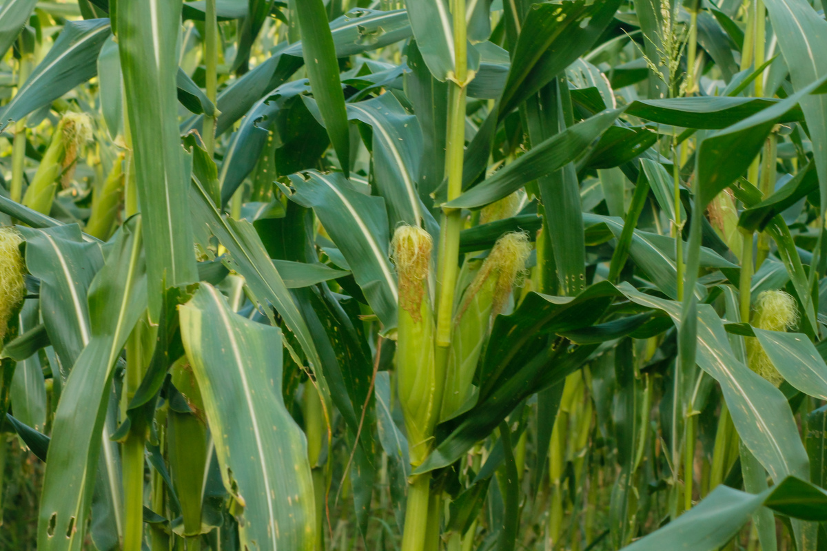 大北农农1233玉米种子：高产优质，值得信赖