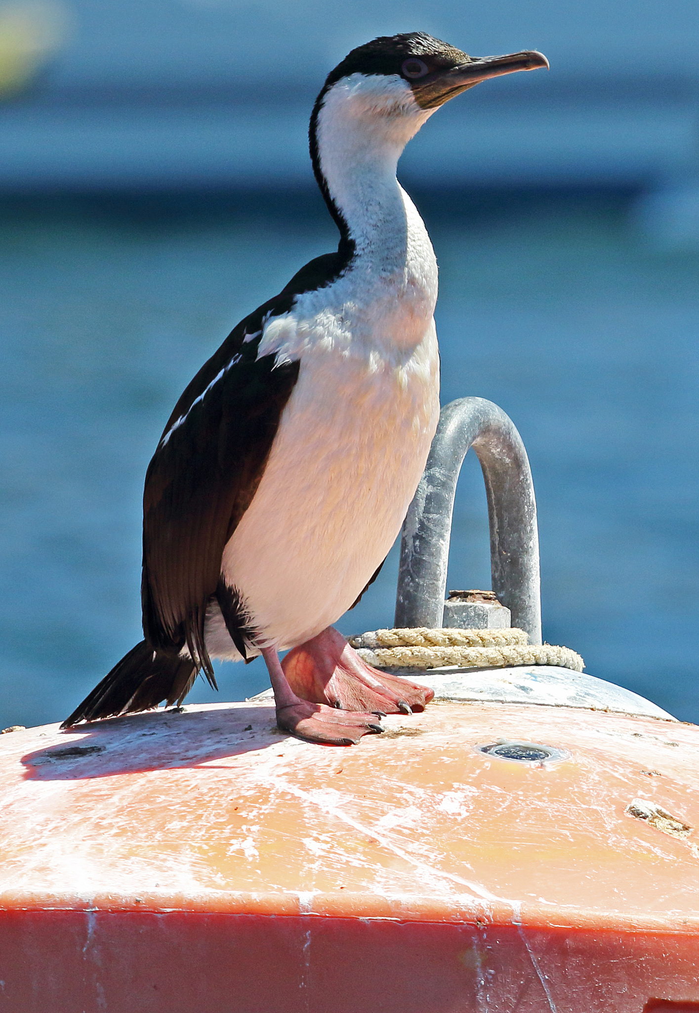 imperial shag (phalacrocorax atriceps)