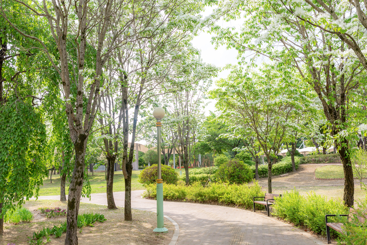 关于延安市宝塔区园林景观绿化中大树进城存在移植过程投入成本较小的问题不少于800字。