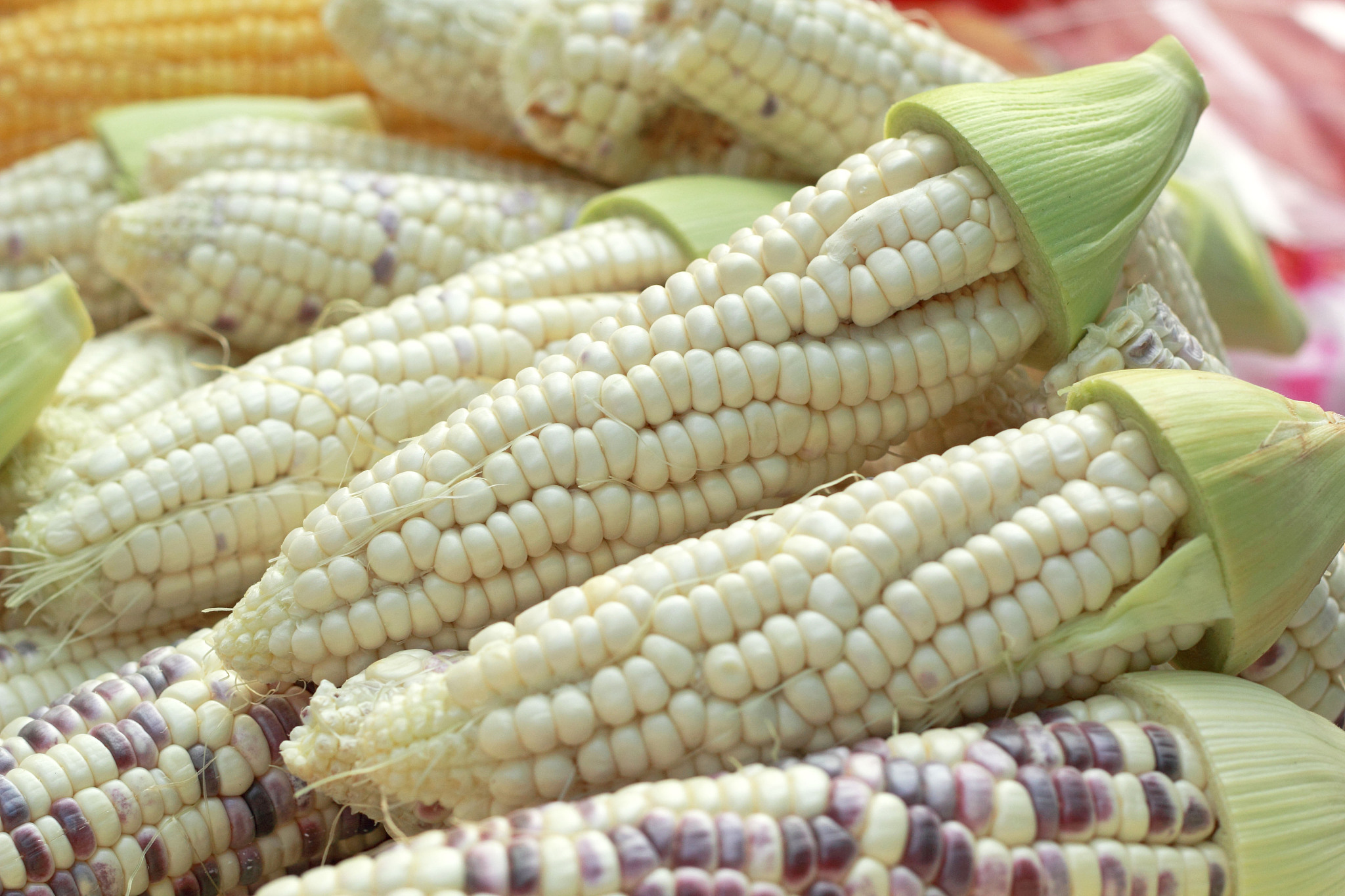 purple corn in the market