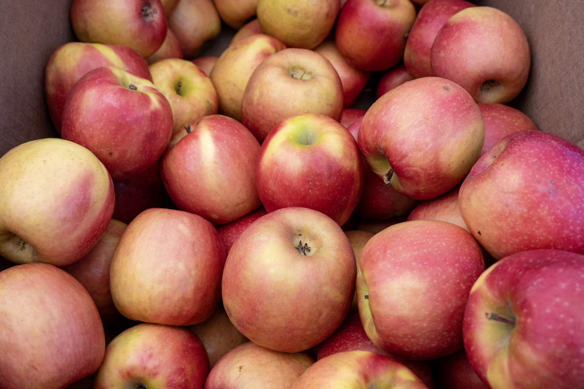 洛川苹果的功效