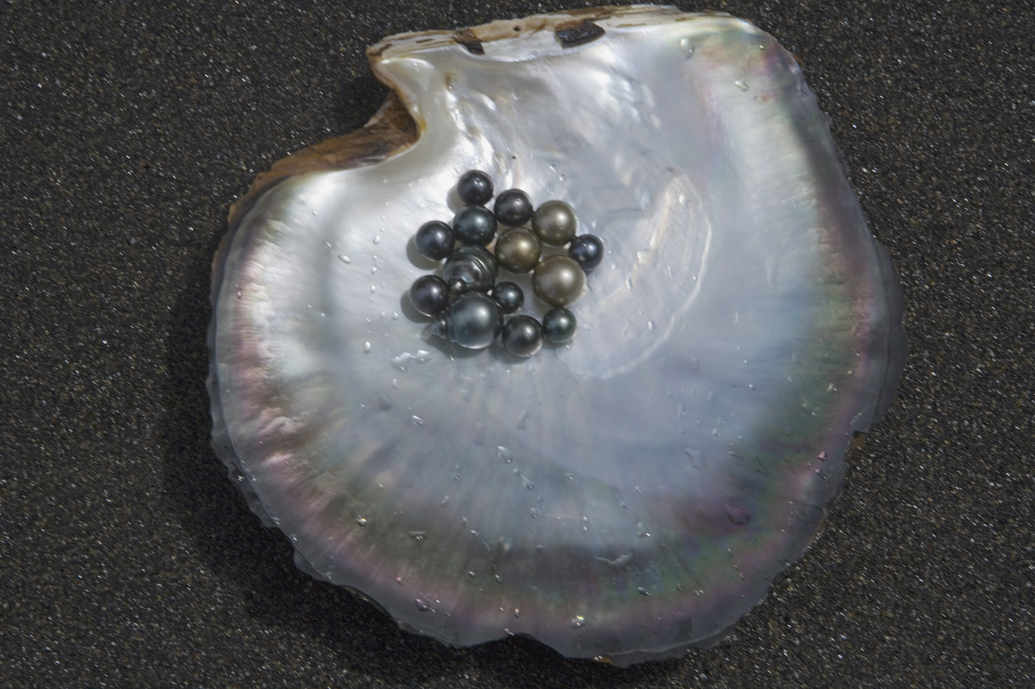 贝壳珍珠微观结构生成原理及仿生模拟材料