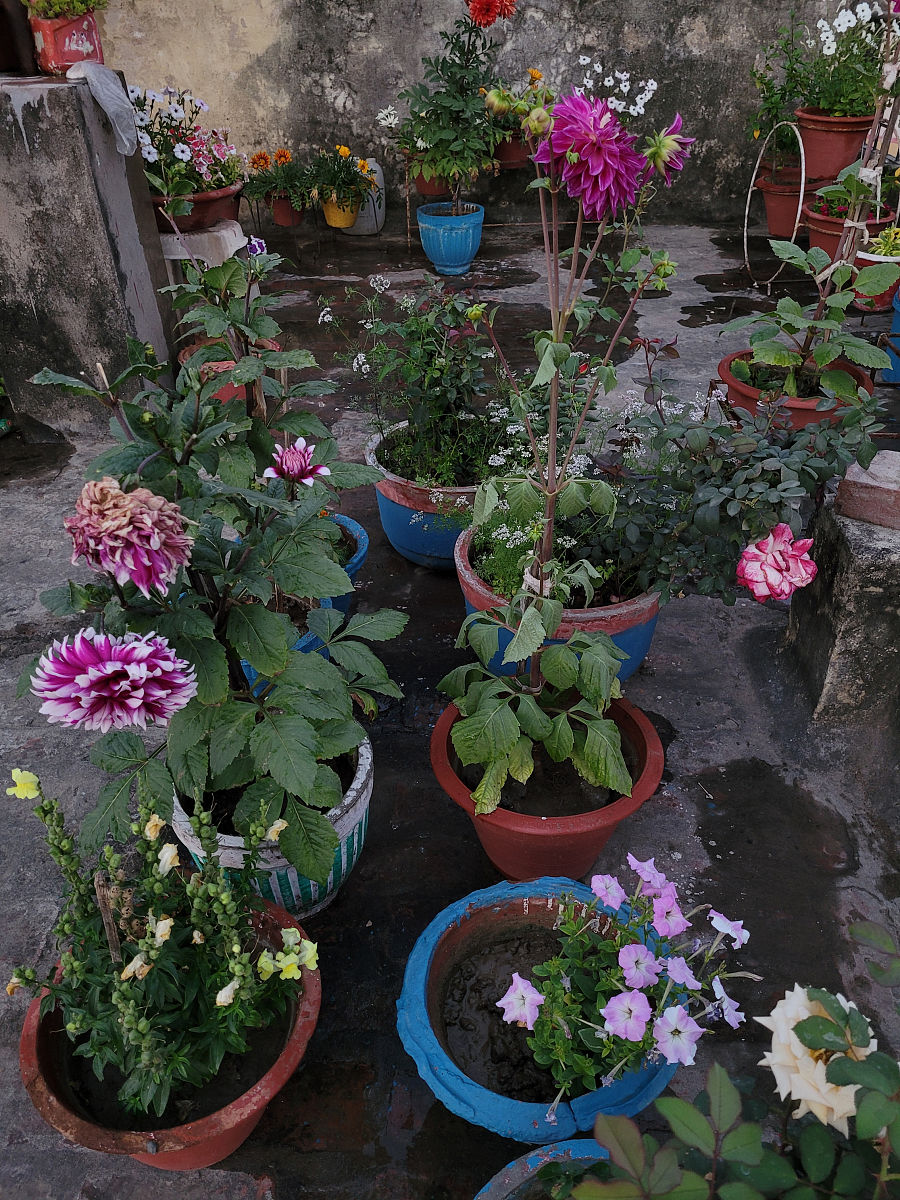 新手养花需要注意的事项是什么？