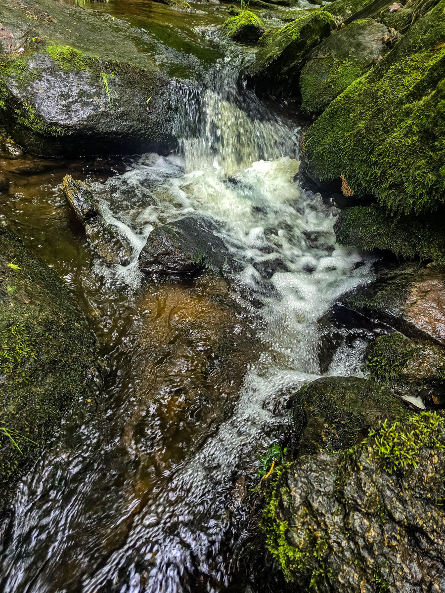 溪流的特点：湍急、清澈、生态丰富，你了解多少？