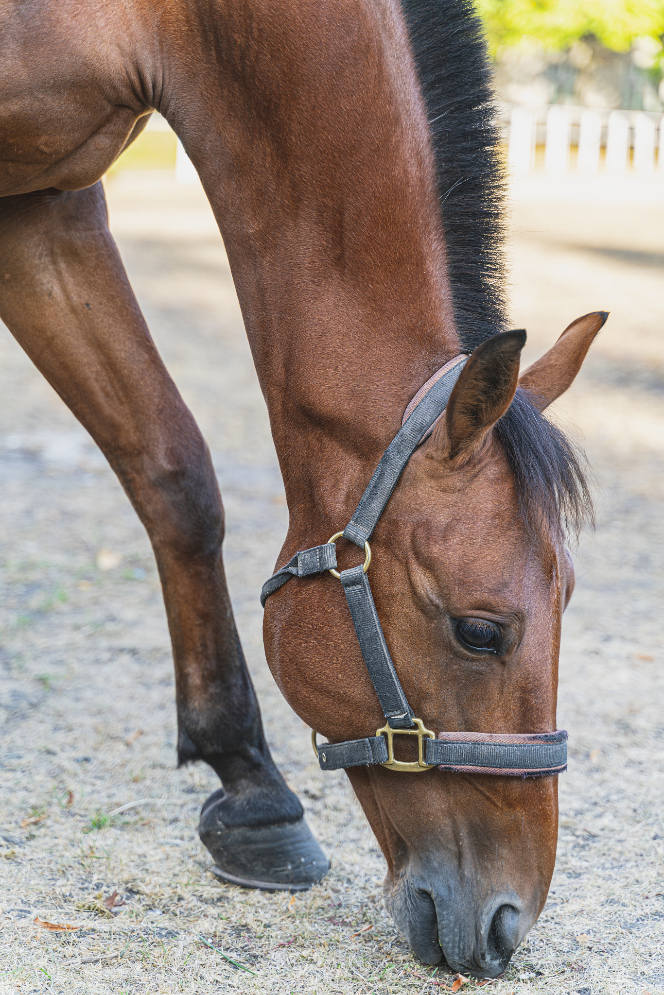 sporting brown horse is eating, close-up. horse mating