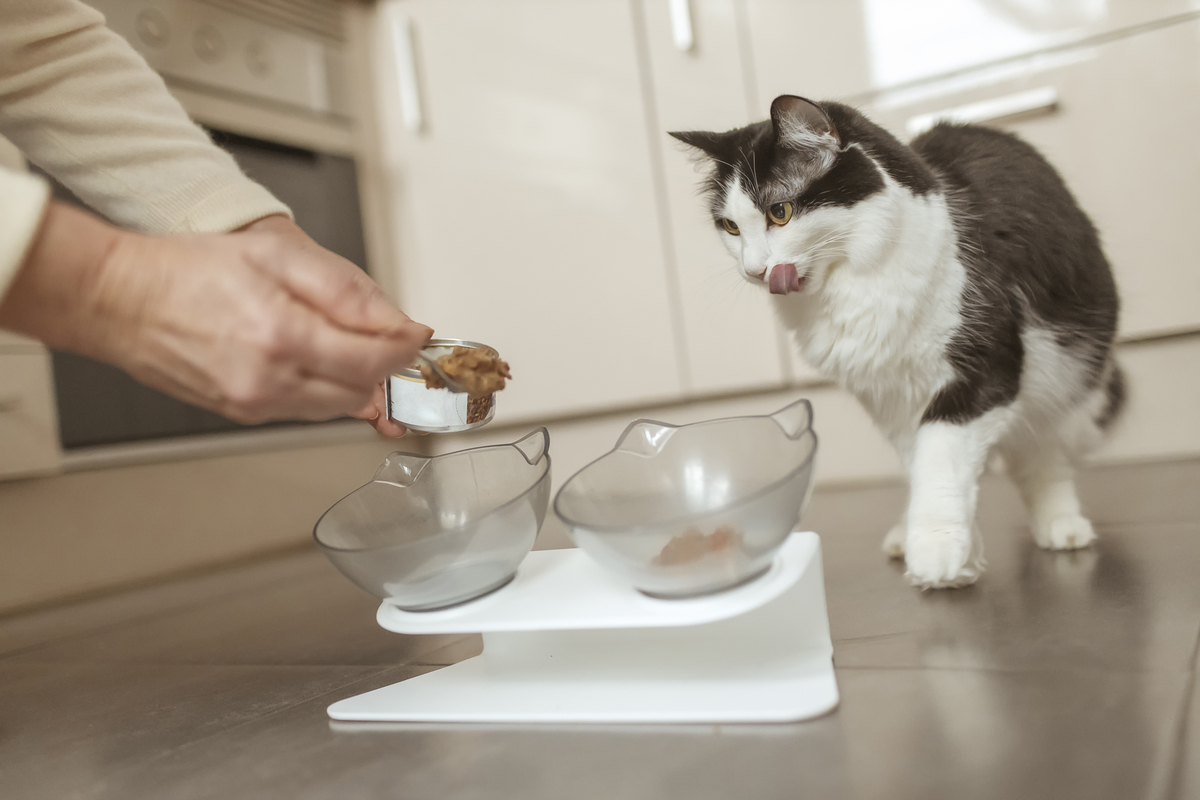 养猫入门指南：如何照顾你的宠物猫