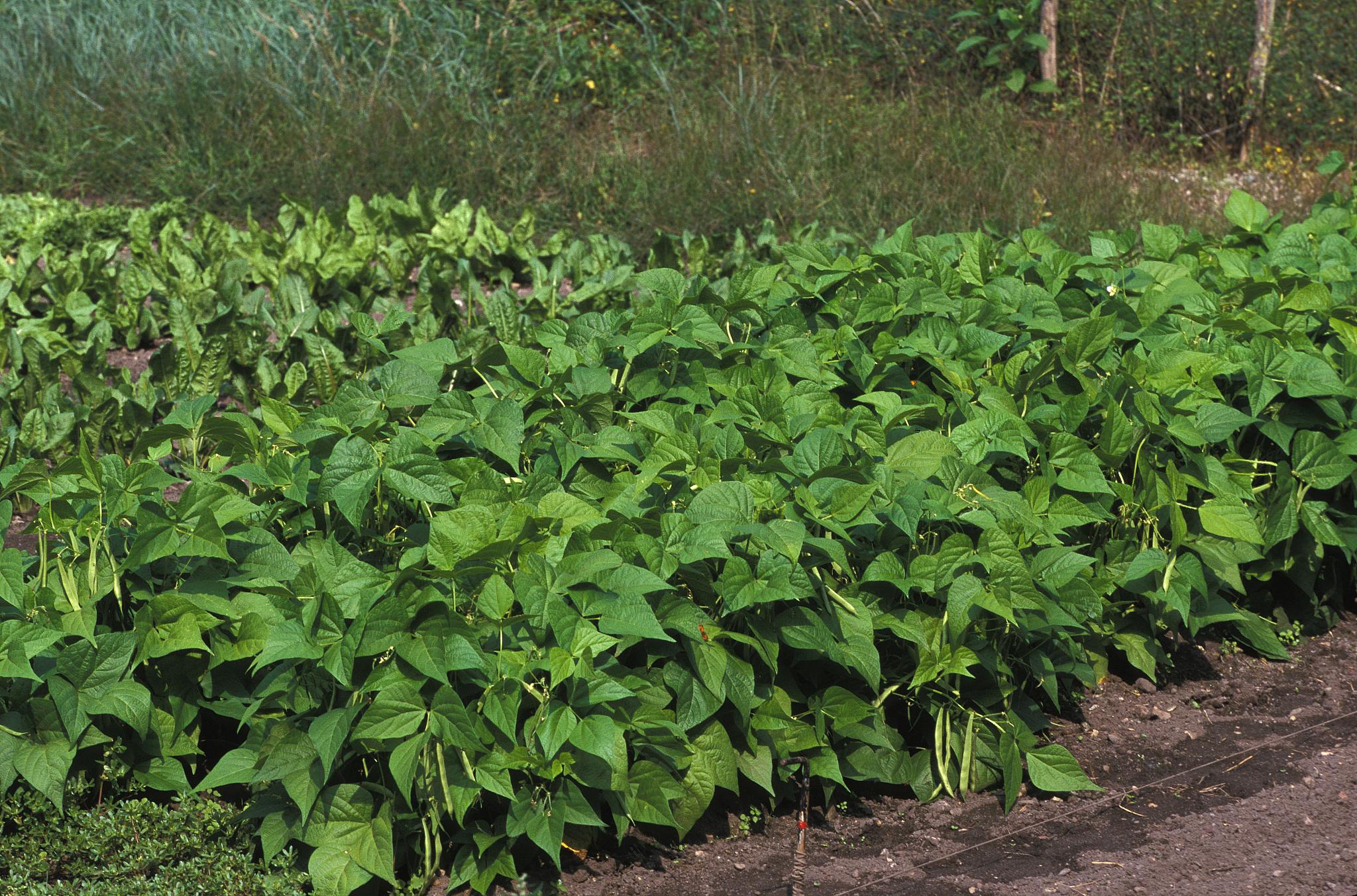 green beans or french beans, phaseolus vulgaris at vegetable gar