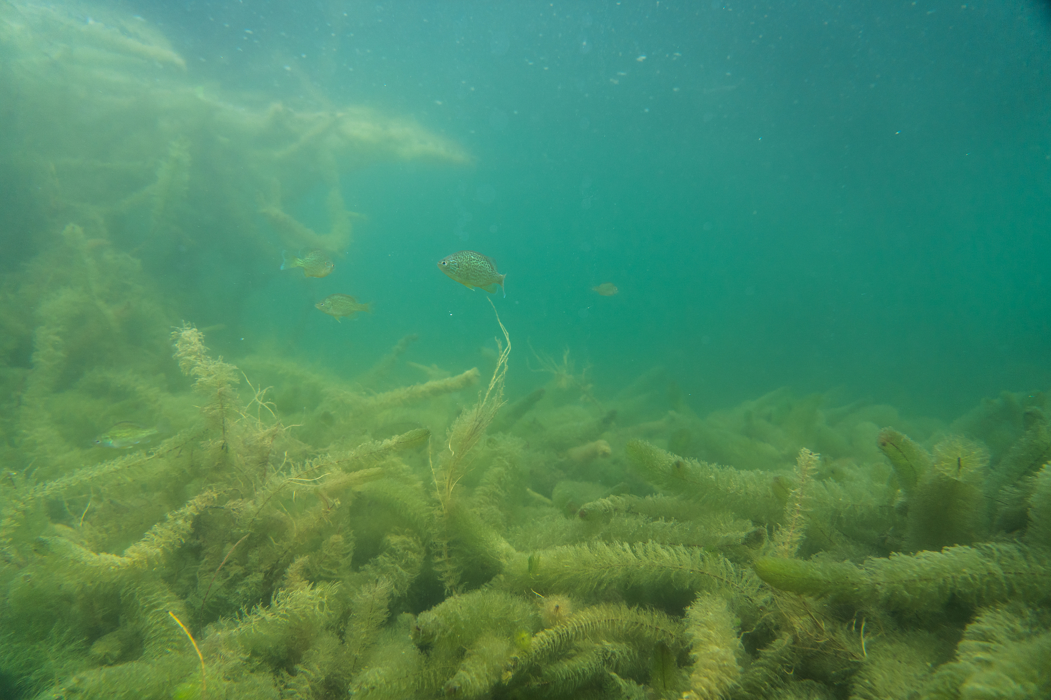 wildlife under water photography, beautiful lake in austria unde