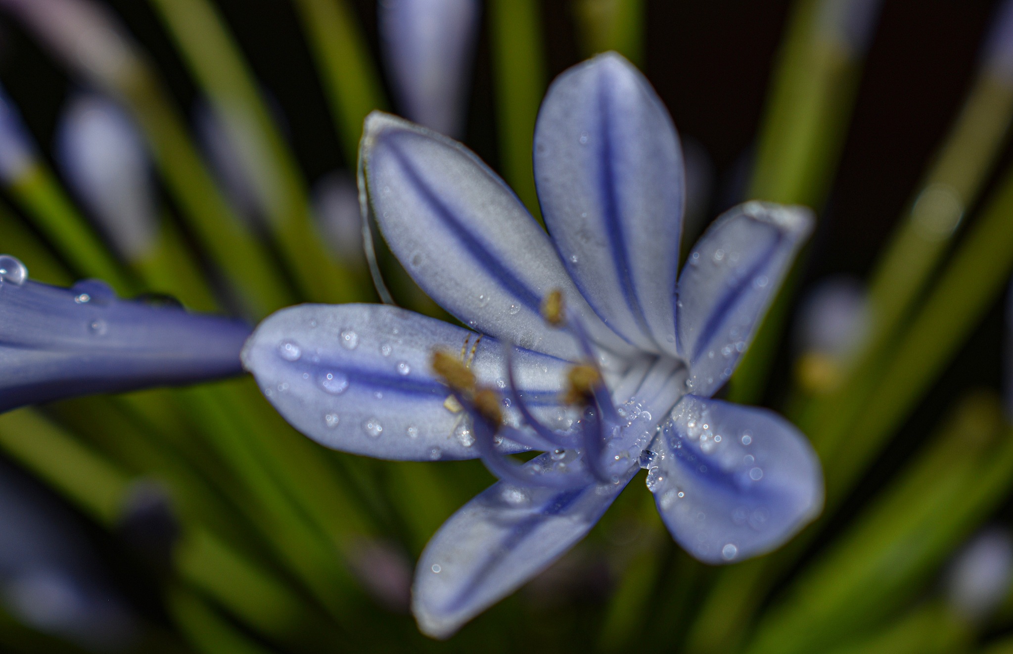 close-up of wet purple flower
