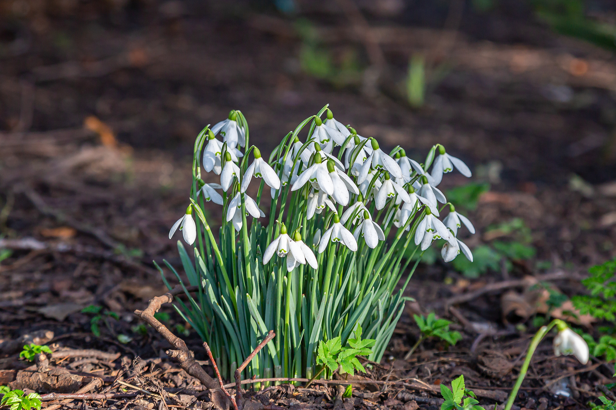 snowdrops