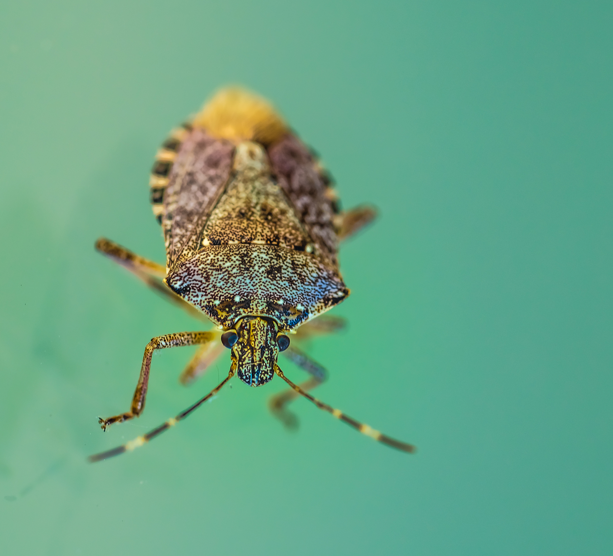 macro shot of a strange species of tick on the shores of the upp