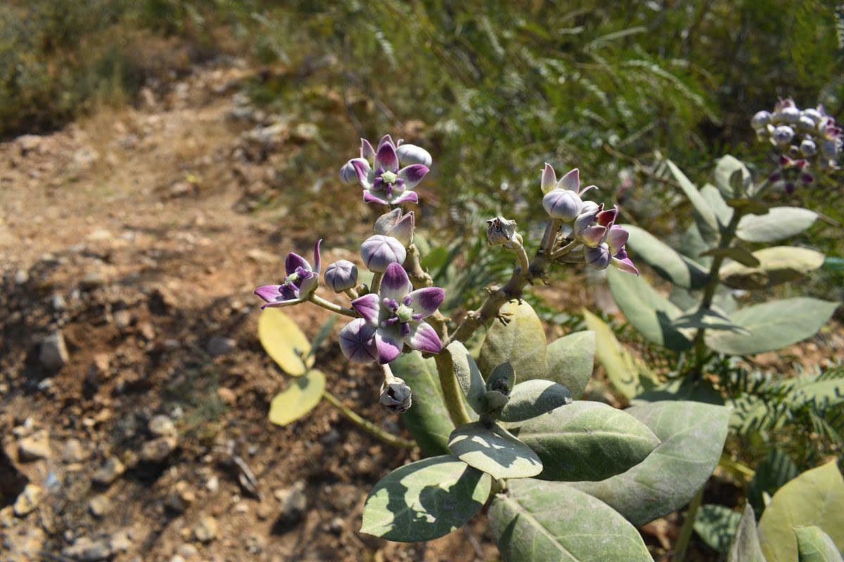 10克草乌含多少乌头碱