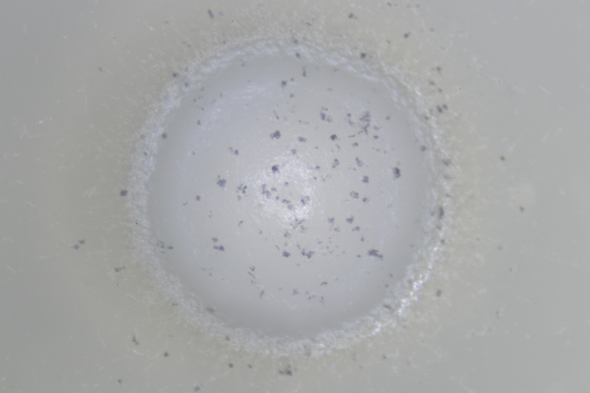 为什么有的大豆堆表面上长得霉菌是白色的而表面以下往往是灰色的