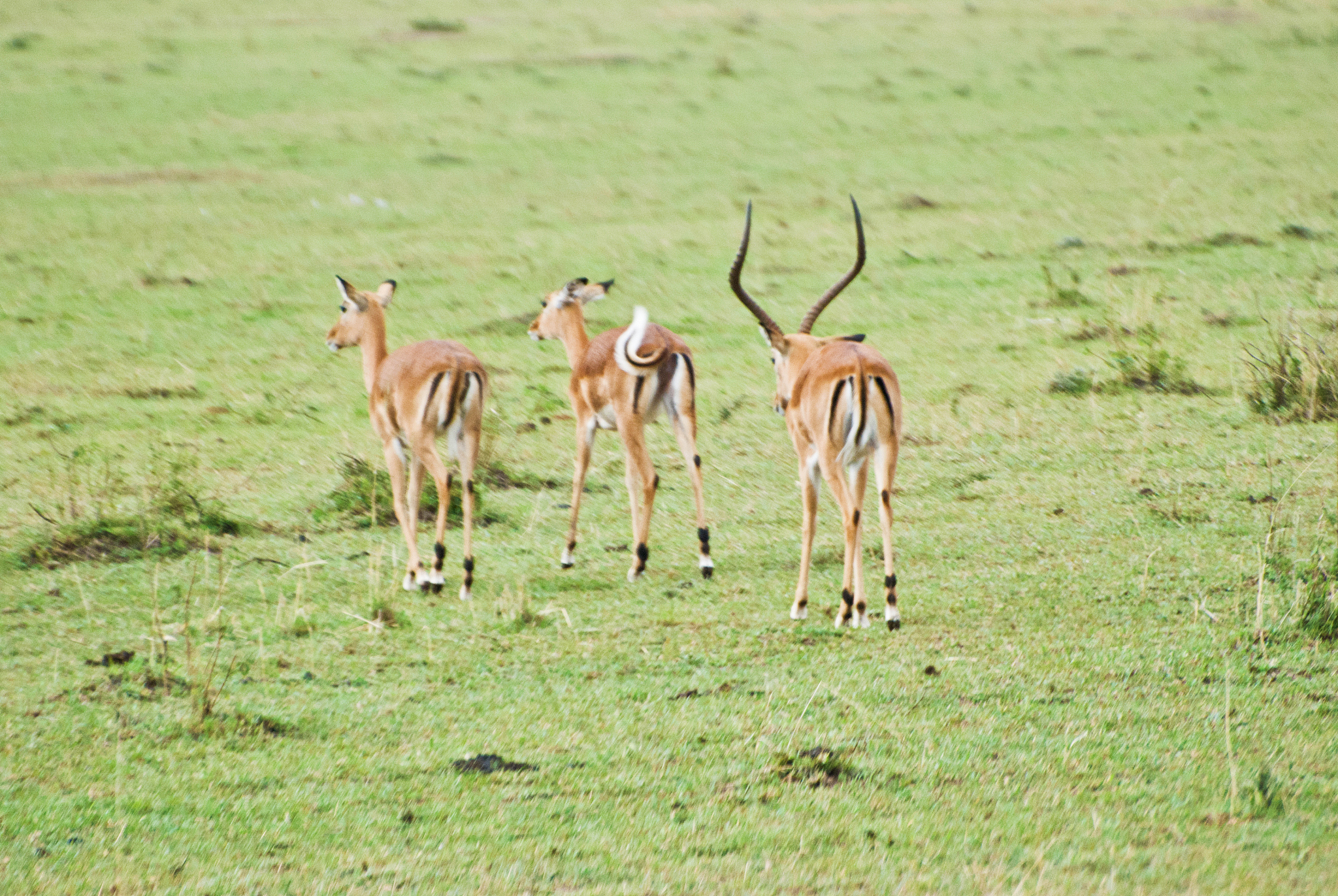 herd of thomson's gazelles aka tommies (eudorcas thomsonii) on d