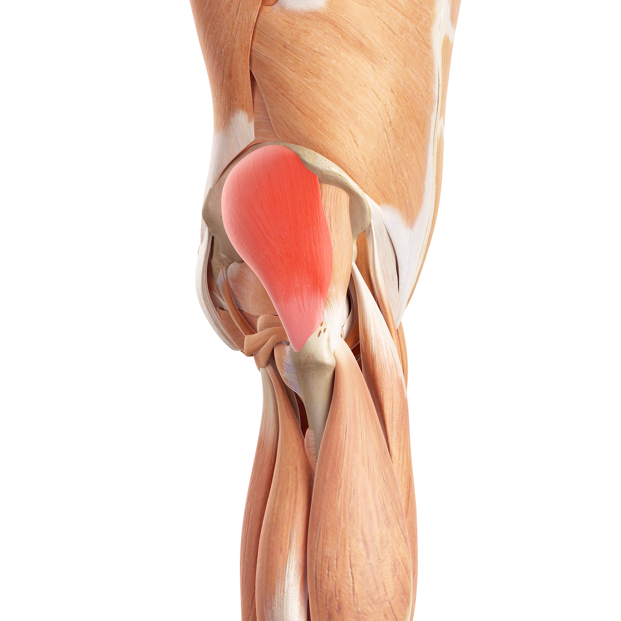 DC allows us to focus on the role of individual muscles in the overall functional coordination of muscles From the homogenized DC value results both sides of the lower limbs are affected by stroke but