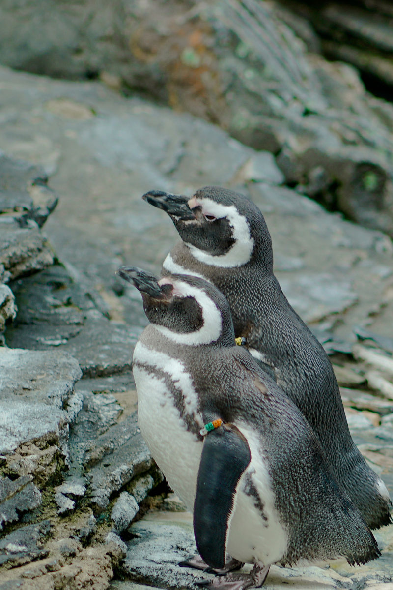 菲利普岛探险之旅：揭秘神秘魅力