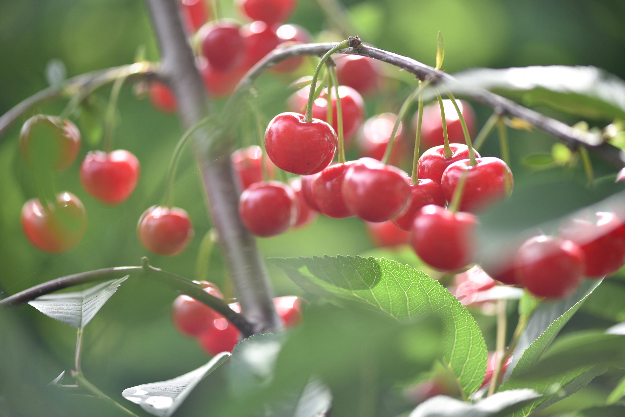 cherry