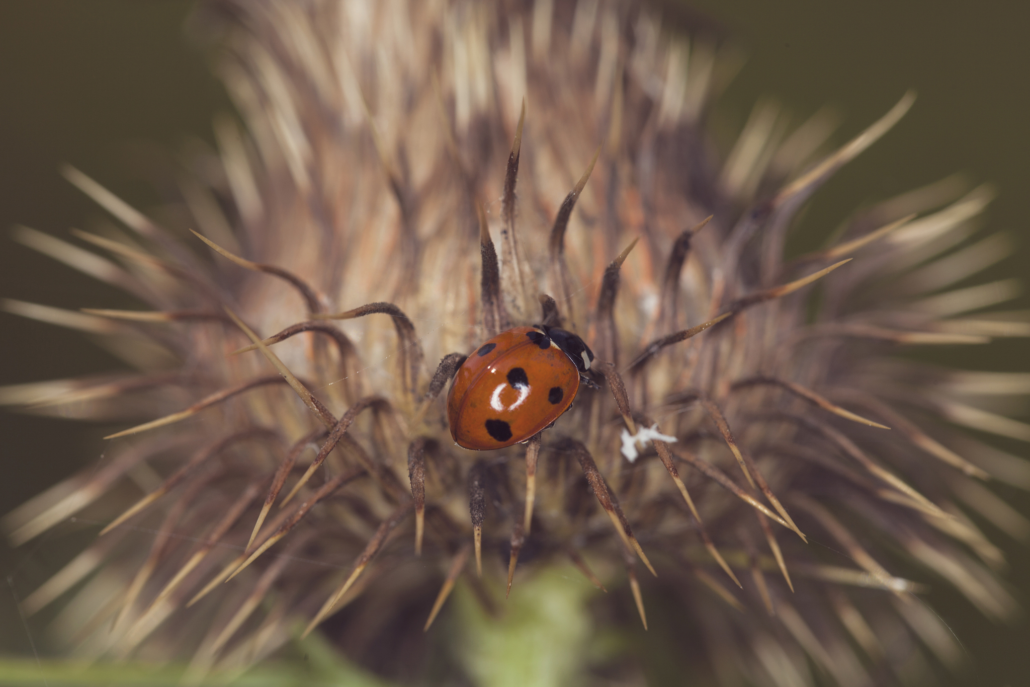 ladybird on a dry plant
