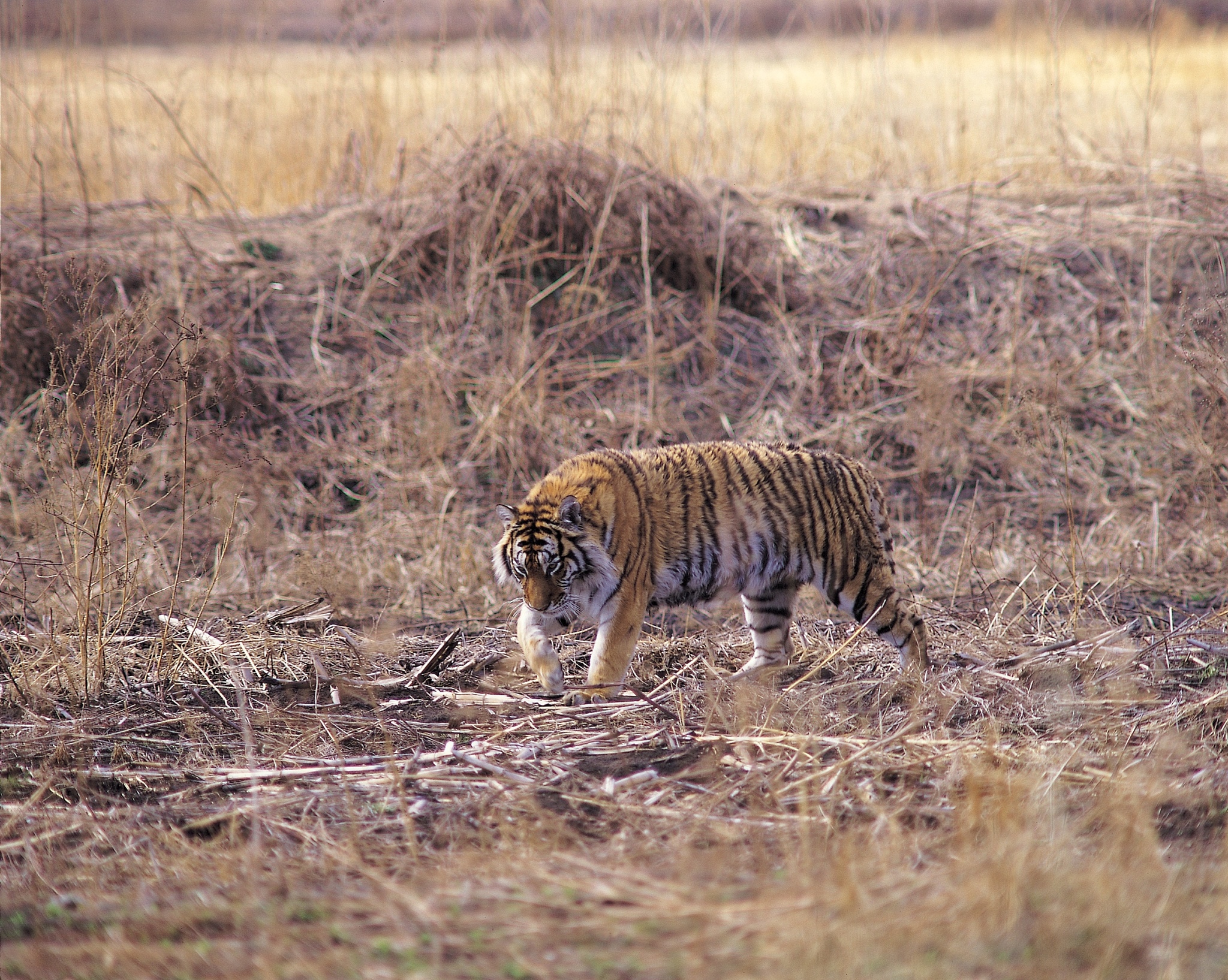 提高对东北虎豹等珍稀野生动物了解和保护意识的传单