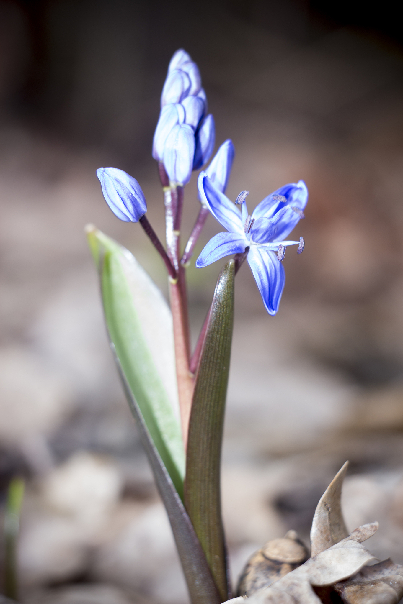 snowdrops