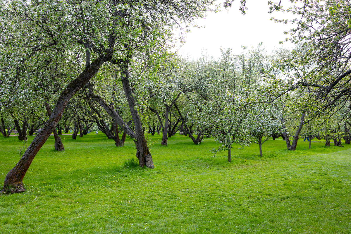 探秘家乡生机勃勃的果园：苹果、梨、桃、杏四季美景