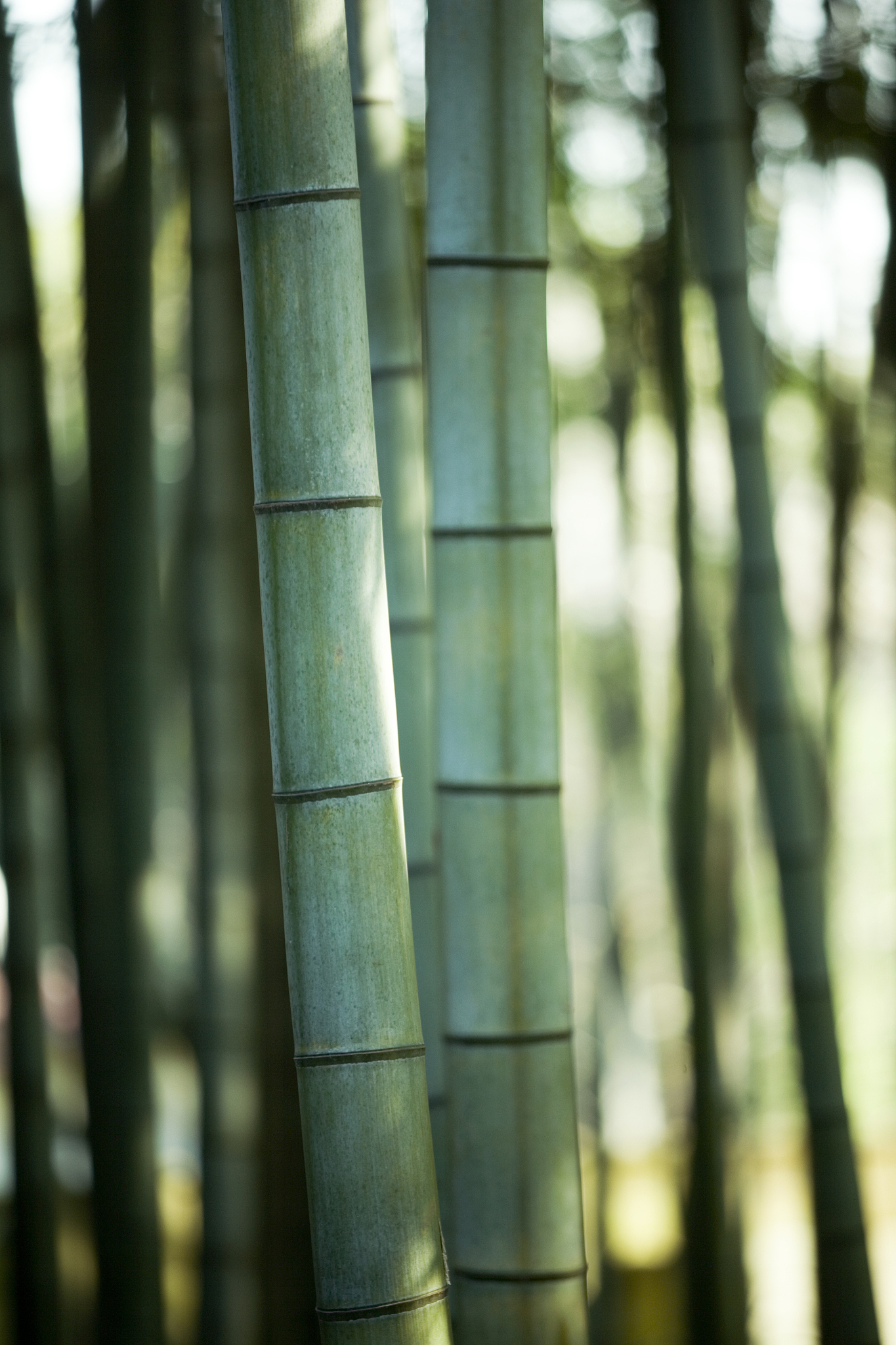 bamboo