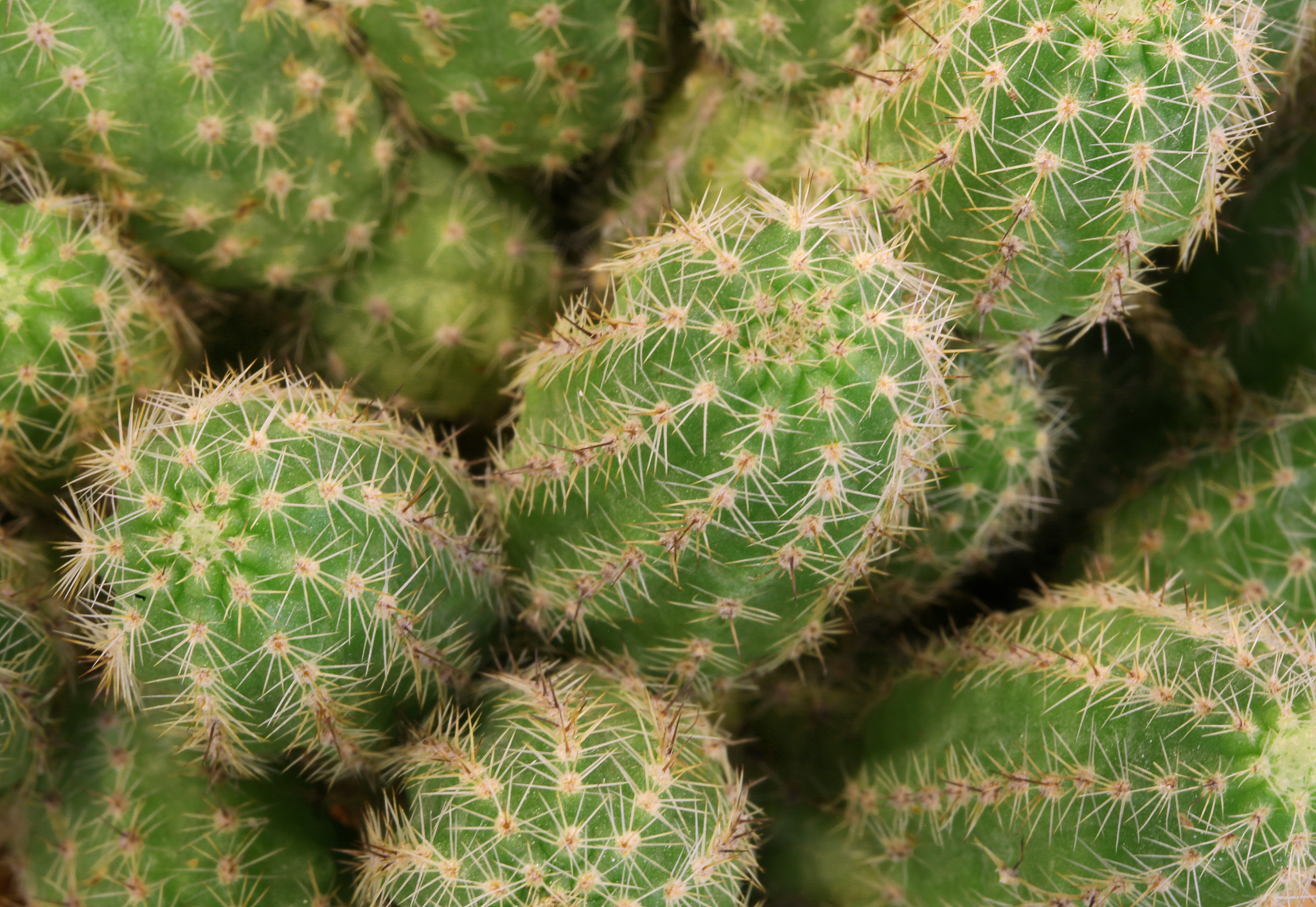 background of thorny cactus with many needles