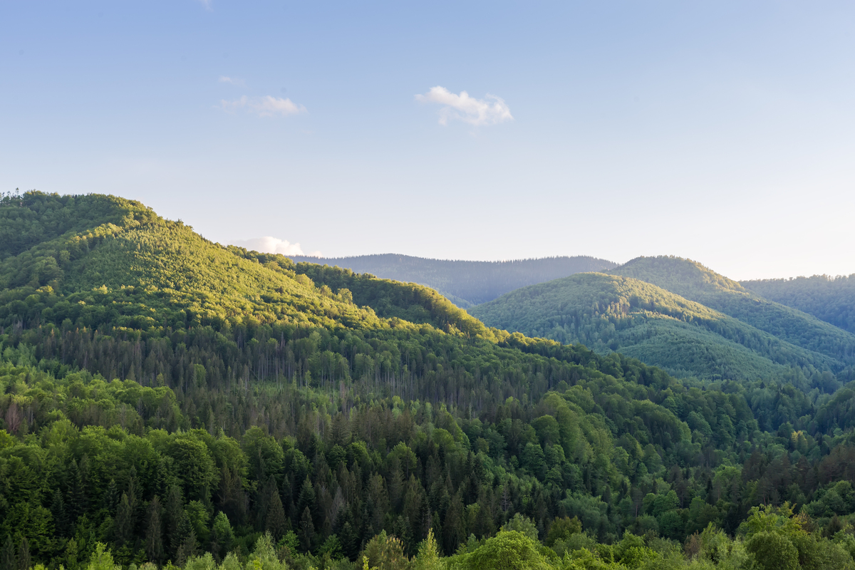 现代林业技术专业详解及就业方向