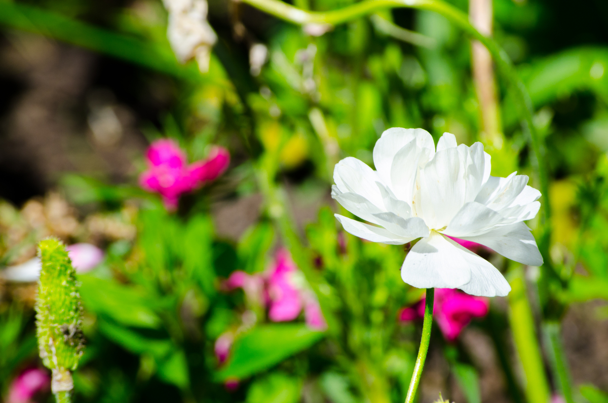 花的美丽与意义：生命中的美好存在