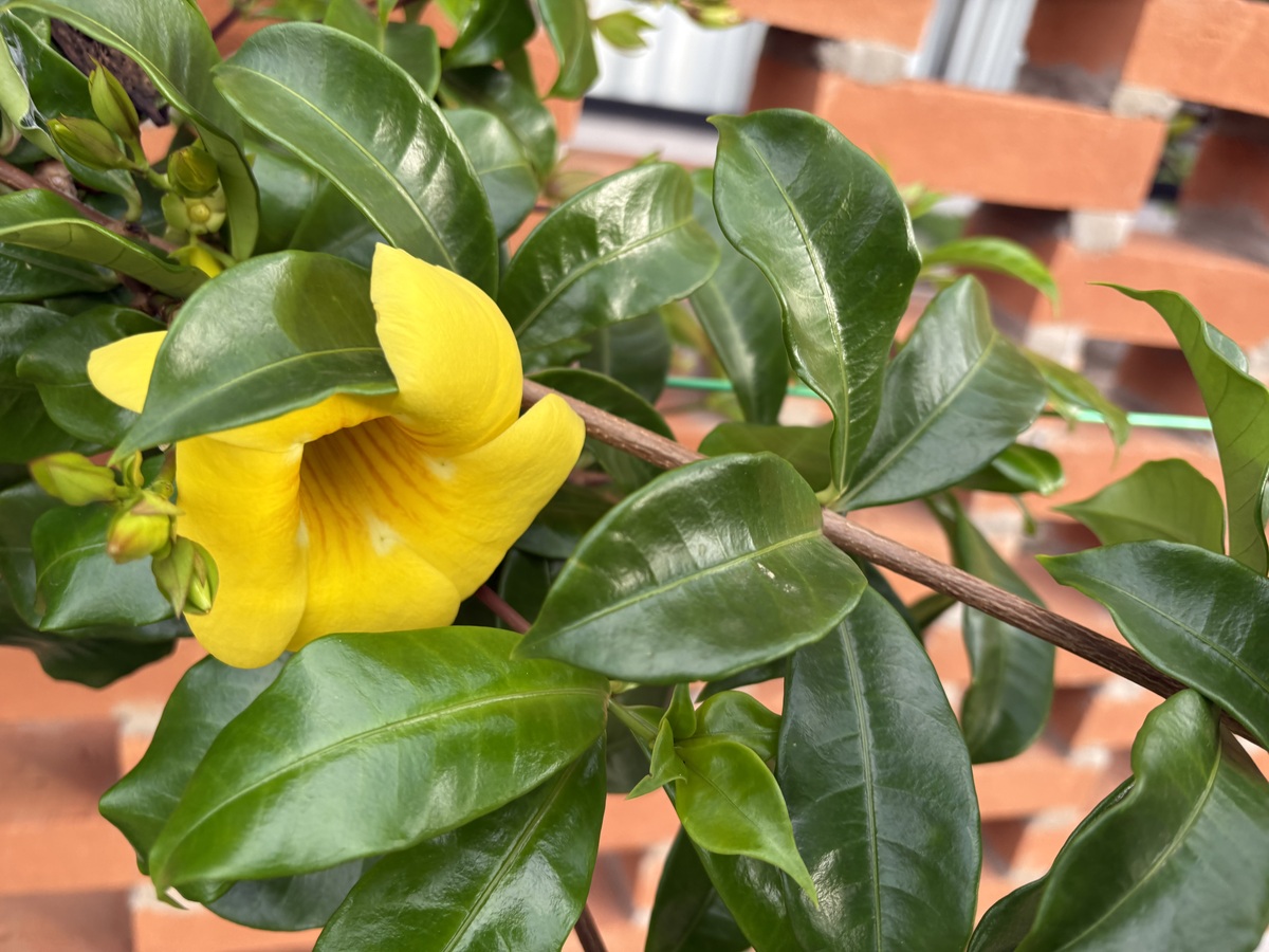 栀子花不开花？教你养护技巧，轻松开花！