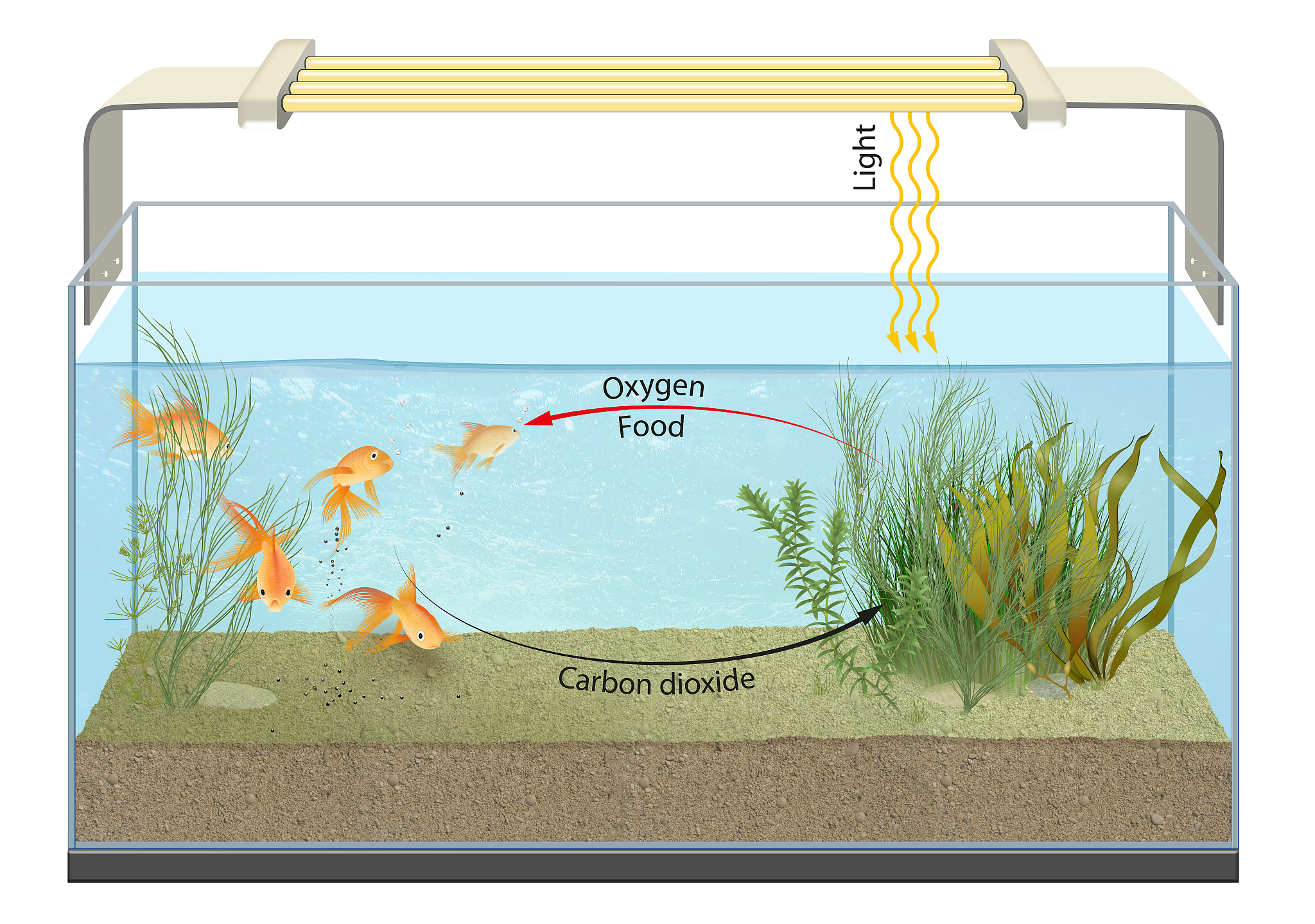 沼虾如何适应水生生活？详解其生存特征！