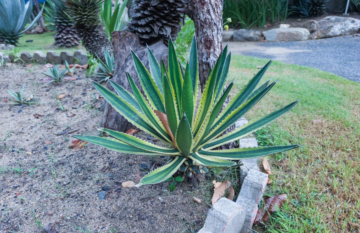 金边芦荟和金边龙舌兰有啥区别？