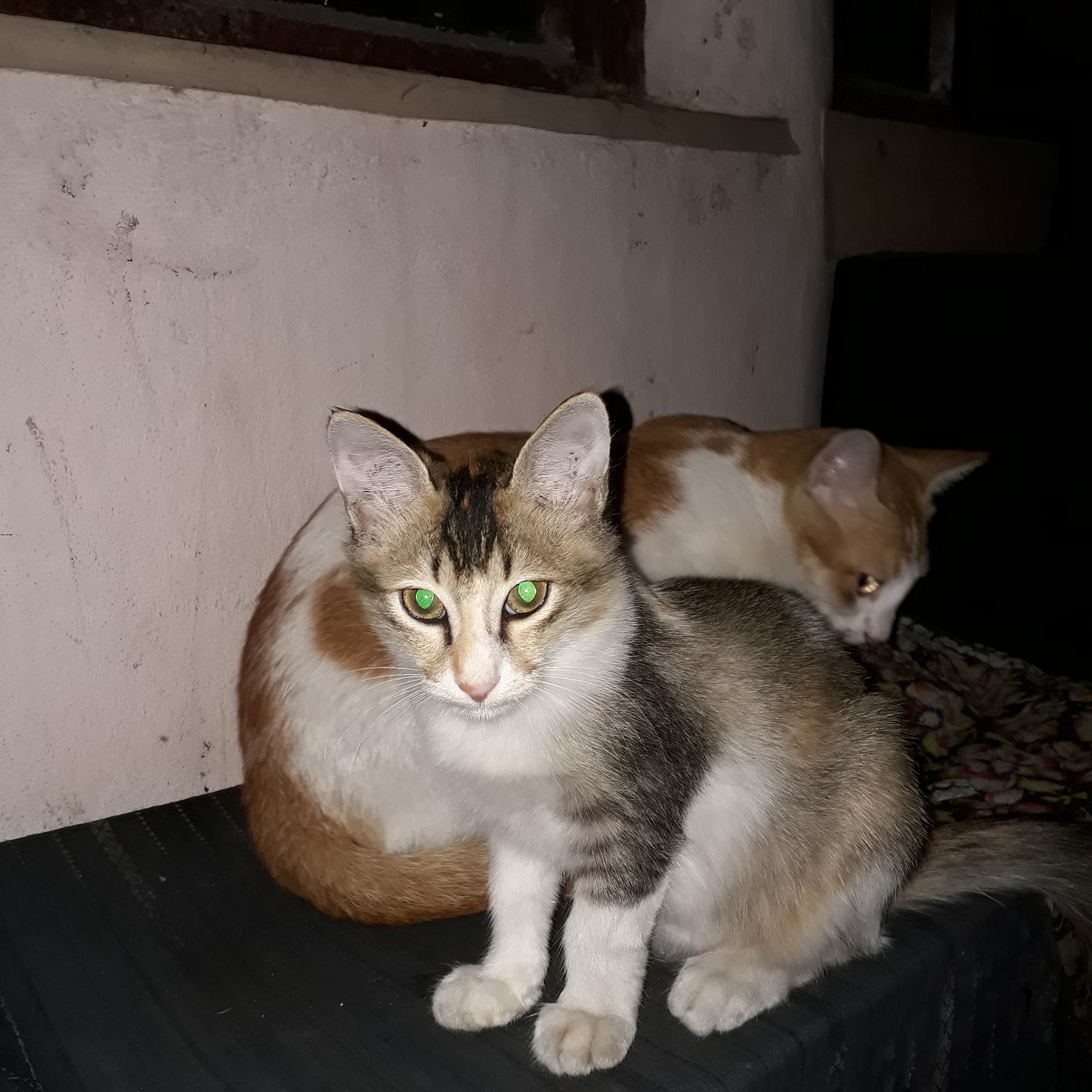猫的百科全书