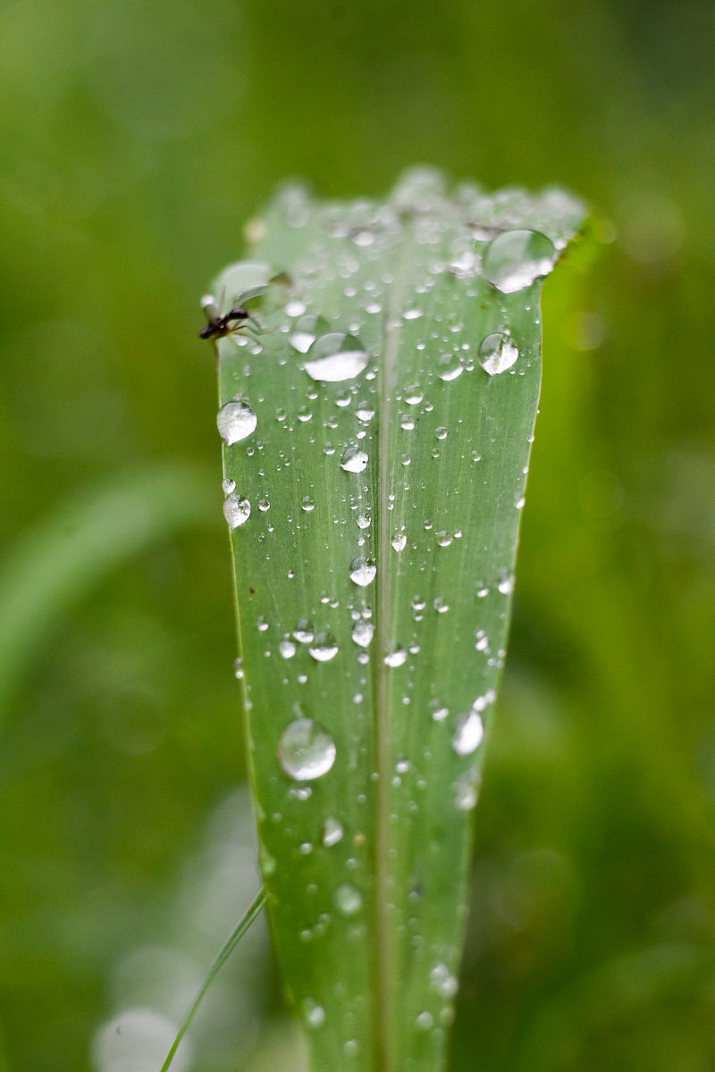小雨点儿的奇妙变化：从雪花到彩虹