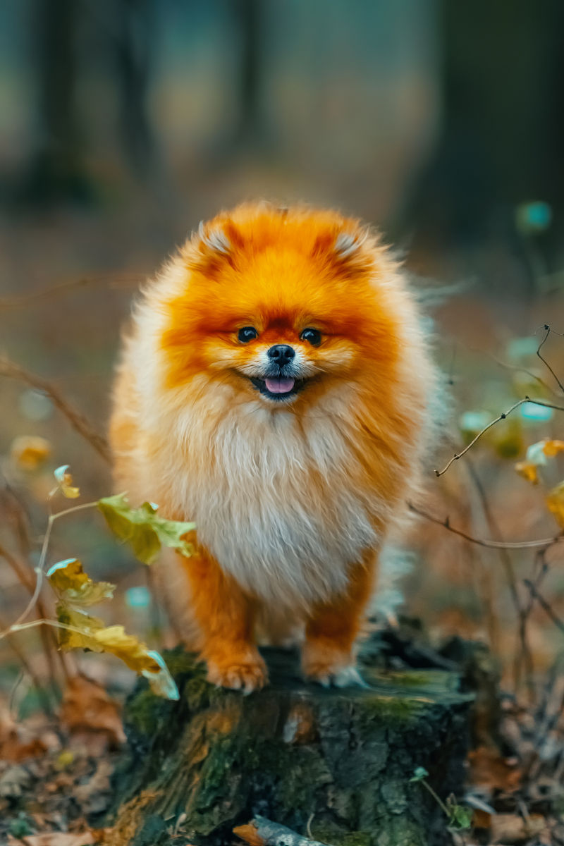 对晚上长时间玩手机致歉信