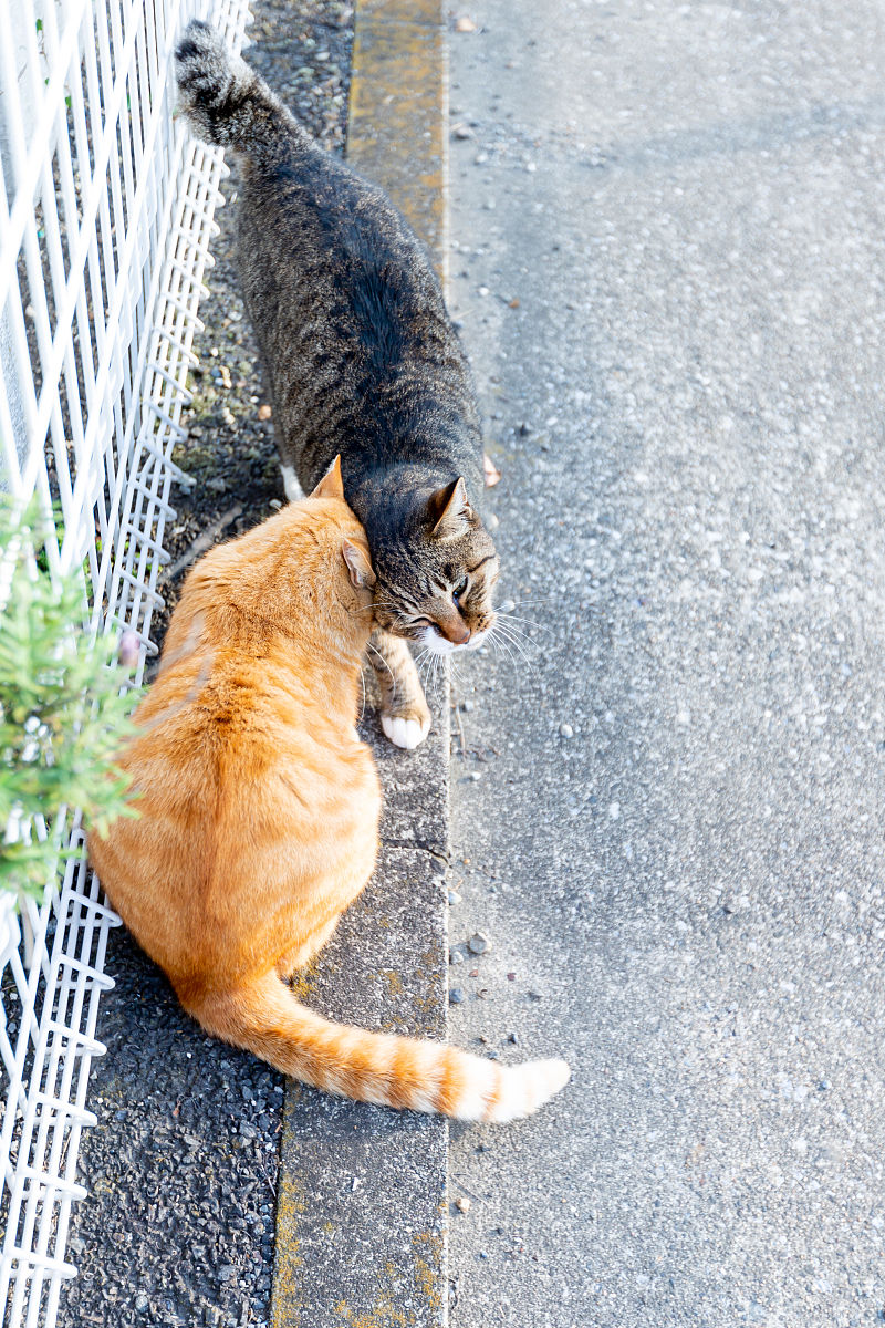 扮演一名猫咪主人的口吻写篇字数不少于800字如何防止猫咪走失？这些简单的方法让你的猫咪安全归家的文章要有和读者互动语句重新编写个标题