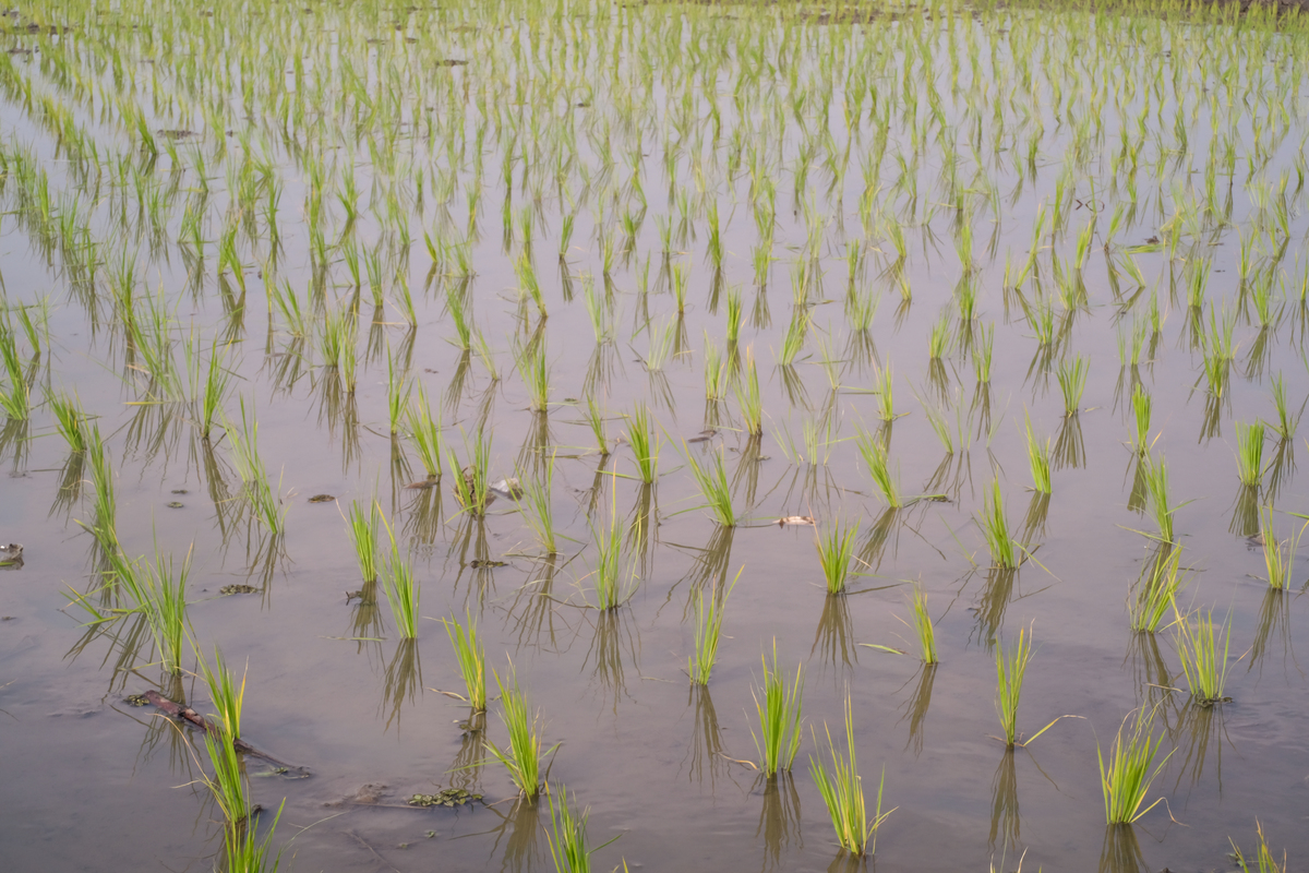 稻苗施肥后36小时没异常，是正常生长还是肥害？