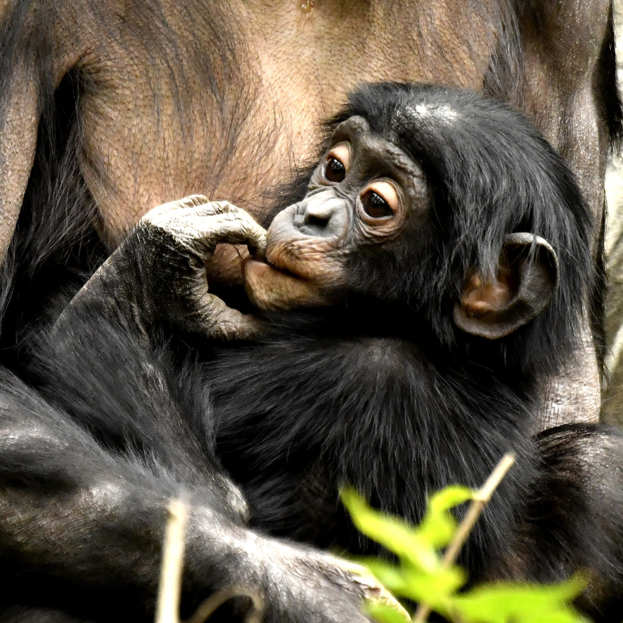 bonobo baby and mom