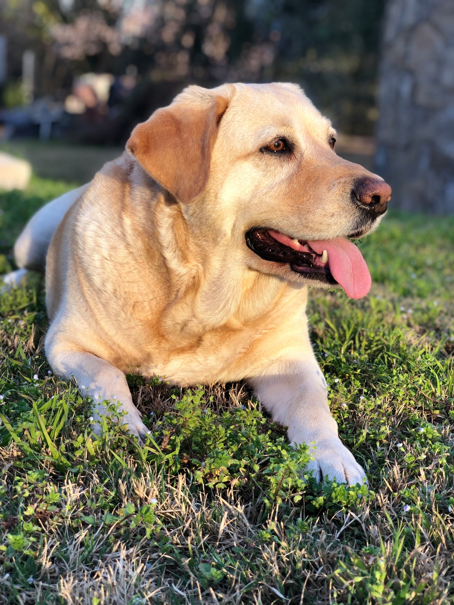 如何训练拉布拉多幼犬