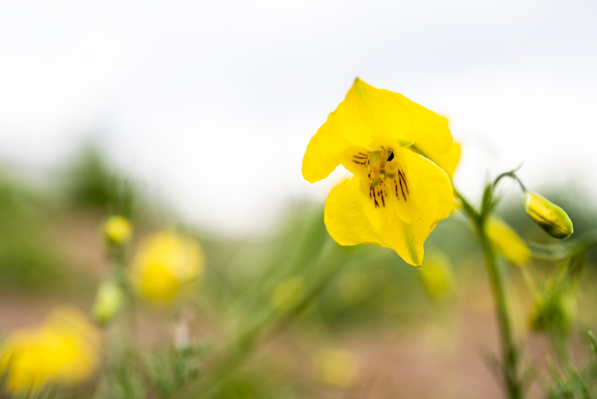 铜仁职业技术学院园林工程技术专业课程设置及应用前景