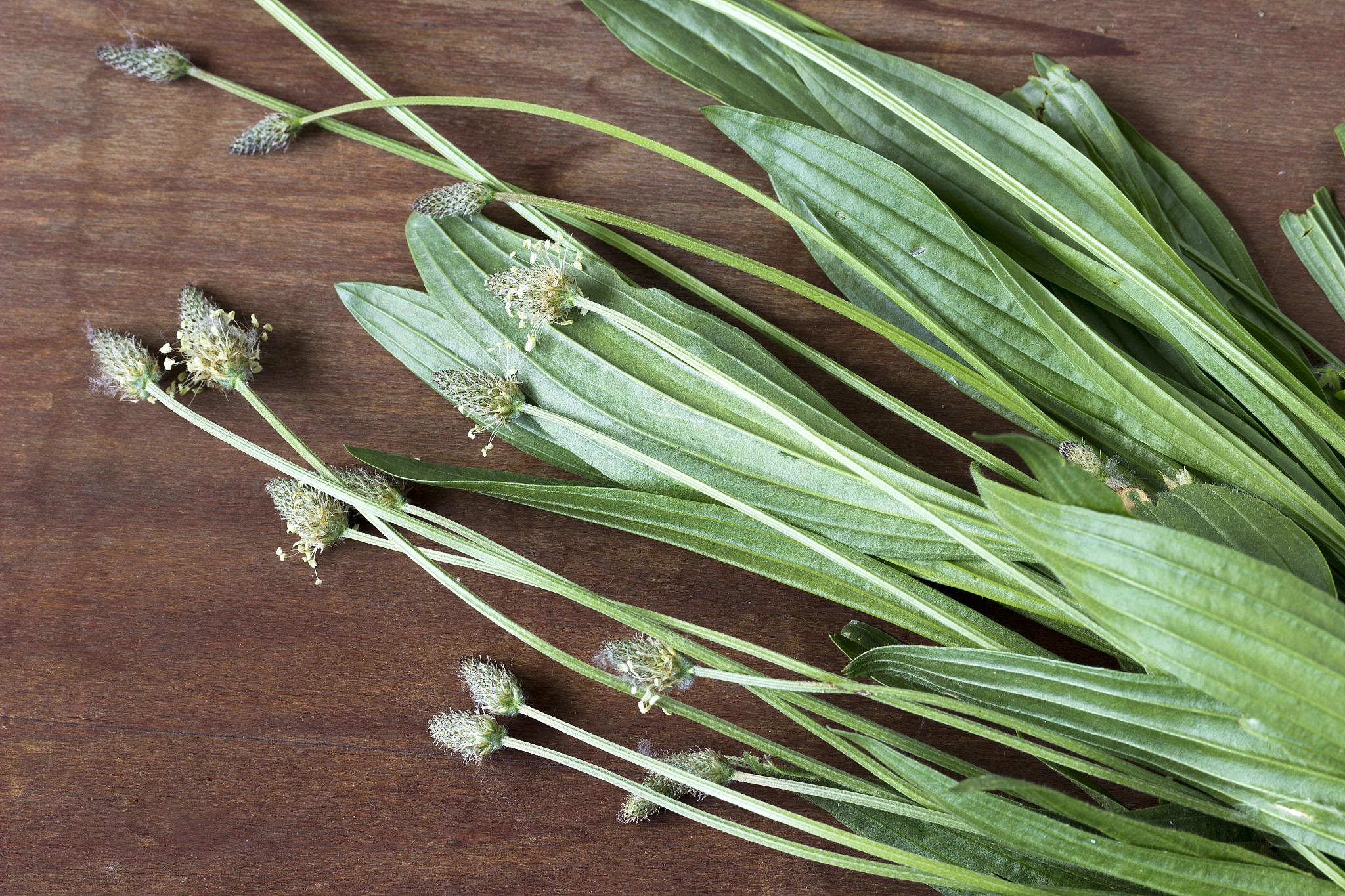ribwort plantain