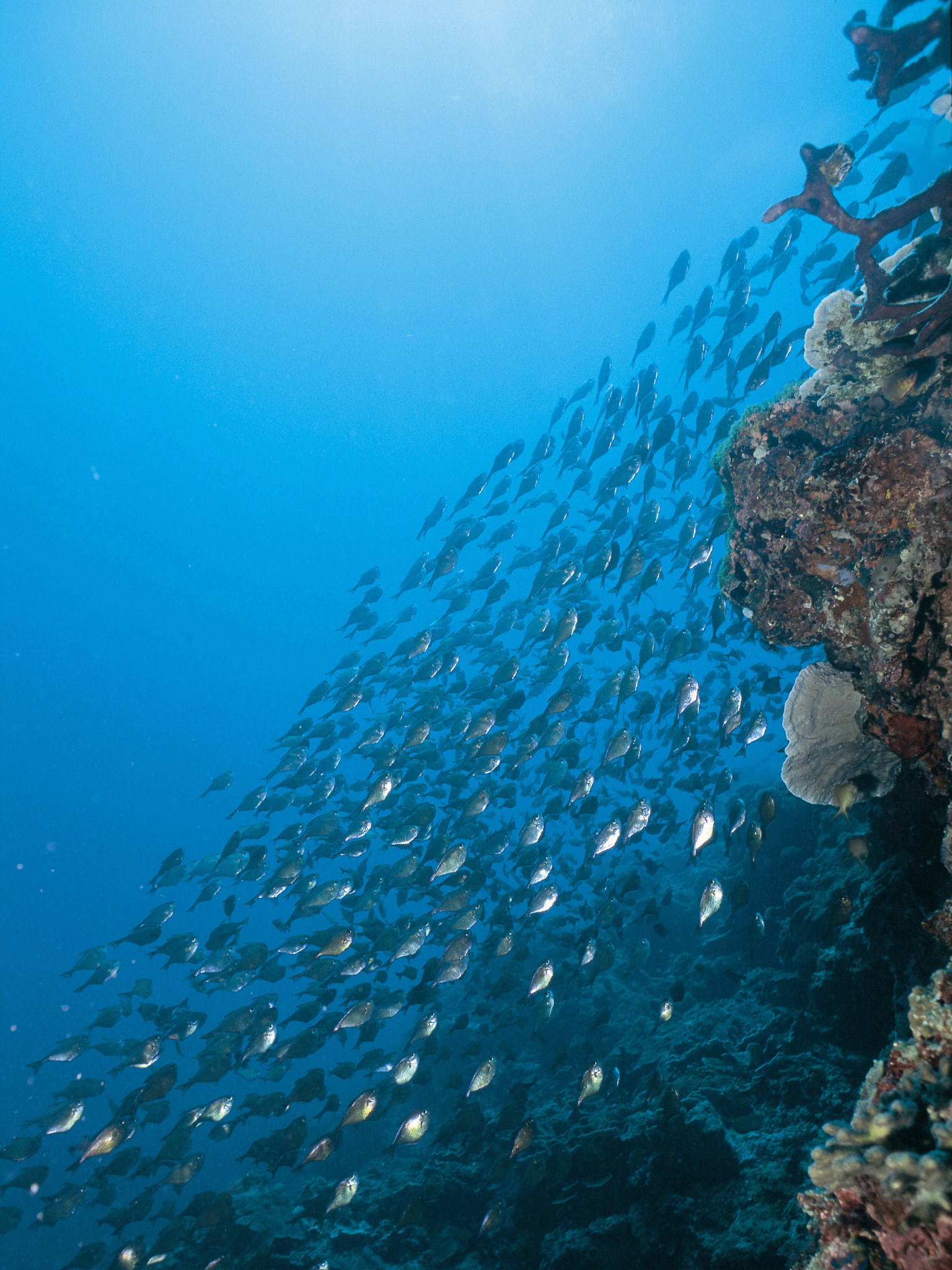 large school of fish